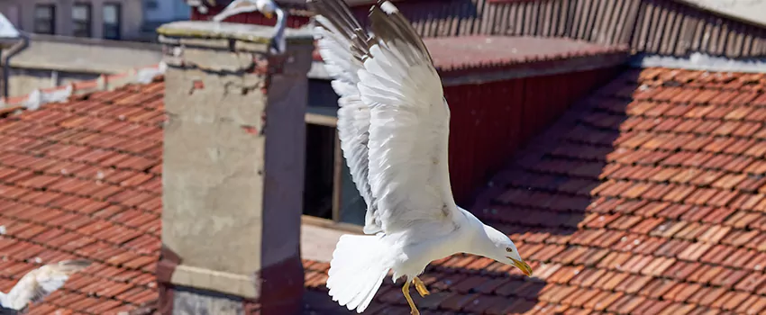 Residential Chimney Animal Removal Solution in Kings Park, NY